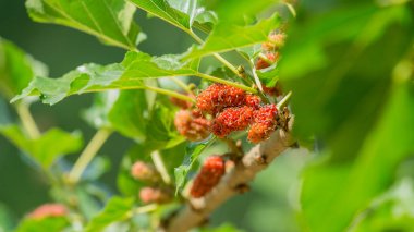 Siyah ve kırmızı taze dut (Morus nigra, Dutgiller tarım bahçesinde ağacının dalını meyve)