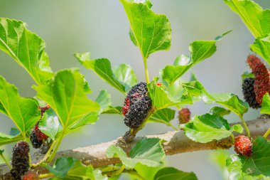 Siyah ve kırmızı taze dut (Morus nigra, Dutgiller tarım bahçesinde ağacının dalını meyve)