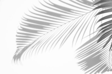 gölgeler palmiye arka plan beyaz bir arka plan üzerinde bırakır. Beyaz ve siyah