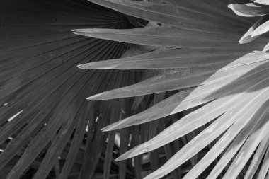 gri arka plan Bismarck palmiye yaprağı.