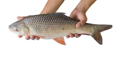 Beyaz arka plan üzerinde izole tatlı su balık tutan el, kırpma yolu dosyası içerir. (Probarbus jullieni)