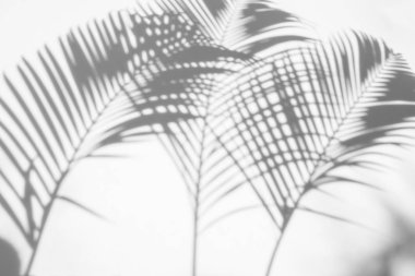 Beyaz bir duvardaki gölge palmiye yapraklarının soyut arkaplanı. Beyaz ve Siyah.