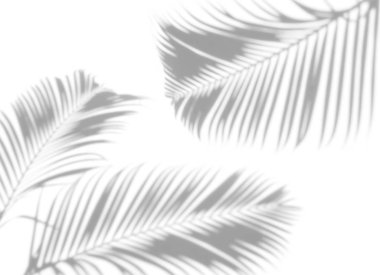 gölgeler palm özetini beyaz bir arka plan üzerinde bırakır. Beyaz ve siyah.