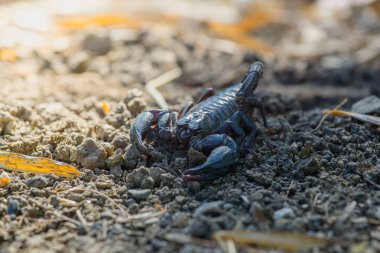 İmparator Akrep (Pandinus Imperator) yere