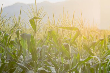 Tarım bahçesindeki yeşil mısır tarlası