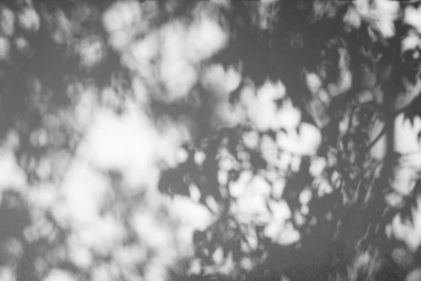 Shadows Leaf White Concrete Rough Texture Wall — Stock Photo, Image