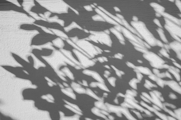 Σκιές Φύλλων Λευκό Μπετόν Τραχύ Τοίχο Υφή — Φωτογραφία Αρχείου