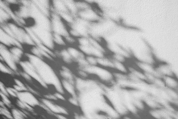 Shadows Leaf White Concrete Rough Texture Wall — Stock Photo, Image