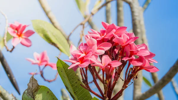 Pembe Çiçek Frangipani Doğa Arka Plan Üzerinde — Stok fotoğraf