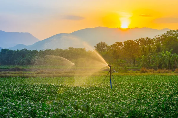 Watering Young Green Corn Field Agricultural Garden Water Springer Light — Stock Photo, Image