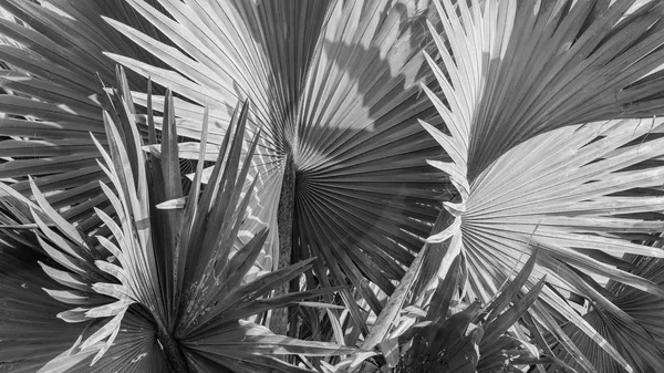 Abstraktní Šedé Pozadí Bismarck Palmový List — Stock fotografie