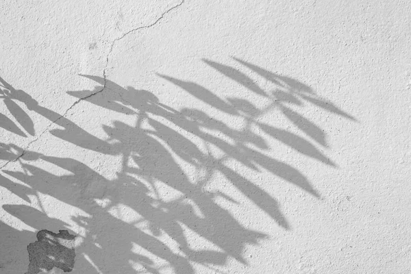 阴影叶子在白色混凝土纹理背景 — 图库照片