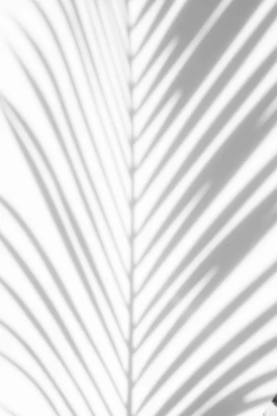 Abstrakter Hintergrund Der Schatten Palmenblätter Auf Weißem Hintergrund Weiß Und — Stockfoto