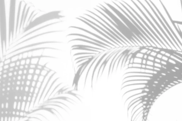 Abstrakter Hintergrund Der Schatten Palmenblätter Auf Weißem Hintergrund Weiß Und — Stockfoto