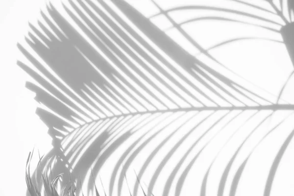 Абстрактный Фон Теней Пальмовых Листьев Белом Фоне Белое Черное — стоковое фото