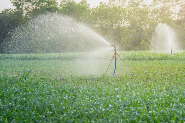 Watering Young Green Corn Field Agricultural Garden Water Springer — Stock Photo, Image