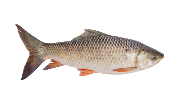 Пресноводная Рыба Выделенная Белом Фоне Файл Содержит Путь Обрезки Probarbus — стоковое фото