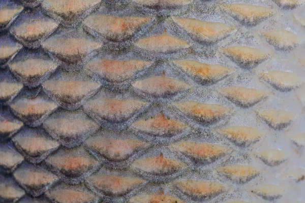 Nahaufnahme Makro Fischhaut Detail Textur Hintergrund — Stockfoto