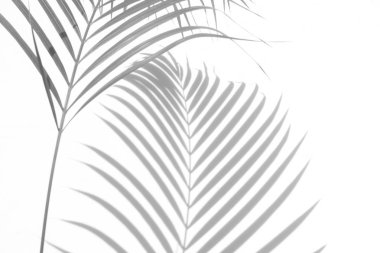 Beyaz bir duvardaki gölge palmiye yapraklarının soyut arkaplanı. Beyaz ve Siyah