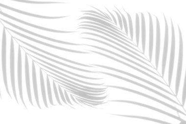 Beyaz bir duvardaki gölge palmiye yapraklarının soyut arkaplanı. Beyaz ve Siyah