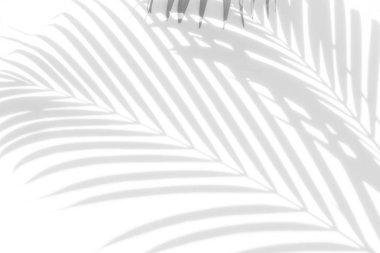 Beyaz bir duvardaki gölge palmiye yapraklarının soyut arkaplanı. Beyaz ve Siyah