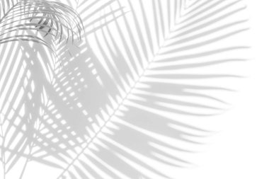 Beyaz bir duvardaki gölge palmiye yapraklarının soyut arkaplanı. Beyaz ve Siyah