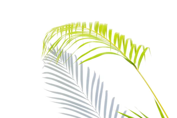 Close Green Palm Leaves Shadows White Wall Background — Stock Photo, Image