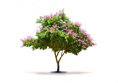 Beyaz arka plan üzerinde izole mor pembe çiçek olan ağaç. Lagerstroemia speciosa, Pride of India