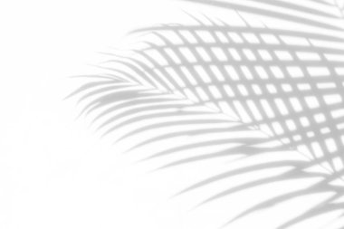 Beyaz bir duvardaki gölge palmiye yapraklarının soyut arkaplanı. Beyaz ve Siyah