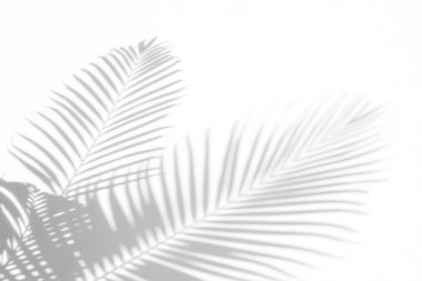 Beyaz bir duvardaki gölge palmiye yapraklarının soyut arkaplanı. Beyaz ve Siyah
