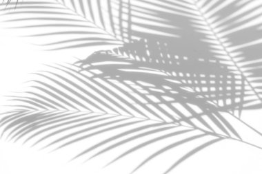 Beyaz bir duvardaki gölge palmiye yapraklarının soyut arkaplanı. Beyaz ve Siyah