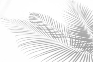 Beyaz bir duvardaki gölge palmiye yapraklarının soyut arkaplanı. Beyaz ve Siyah