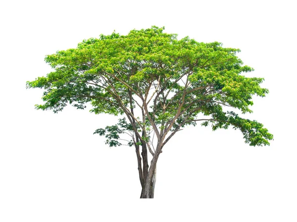 Närbild Gröna Regn Träd Isolerad Vit Bakgrund — Stockfoto