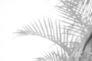 Beyaz bir duvardaki gölge palmiye yapraklarının soyut arkaplanı. Beyaz ve Siyah