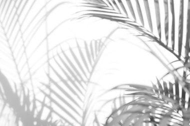 Beyaz bir duvardaki gölge palmiye yapraklarının soyut arkaplanı. Beyaz ve Siyah