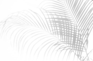 Beyaz bir duvardaki gölge palmiye yapraklarının soyut arkaplanı. Beyaz ve Siyah