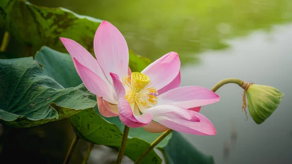 Close Pink Lotus Flower Blossoms Pond — Stock Photo, Image