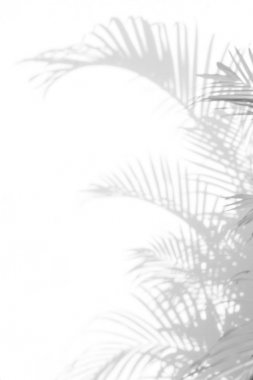 Beyaz bir duvardaki gölge palmiye yapraklarının soyut arkaplanı. Beyaz ve Siyah