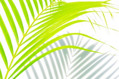 Beyaz bir arka planda palmiye yaprakları ve gölgeler.