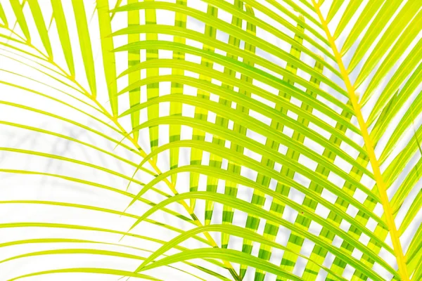 Пальмовые Листья Тени Белом Фоне Стены — стоковое фото