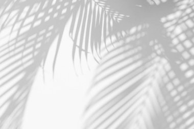 Beyaz bir duvardaki gölge palmiye yaprağının soyut arkaplanı. Beyaz ve Siyah.