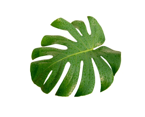 Zielony Mokry Liść Monstera Izolowane Białym Tle Roślina Może Wchłonąć — Zdjęcie stockowe