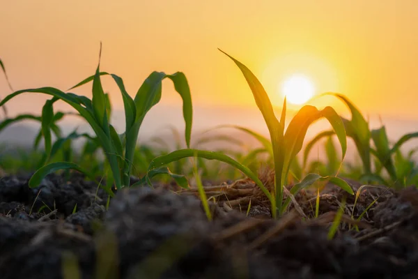 Plántulas Maíz Jardín Agrícola Con Puesta Del Sol Cultivo Plántulas — Foto de Stock