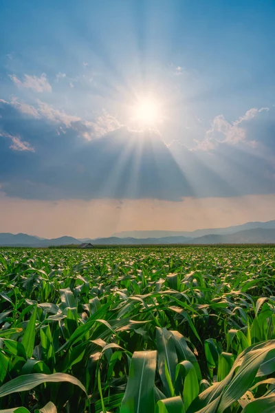 Champ Maïs Dans Jardin Agricole Lumière Brille Coucher Soleil Image — Photo