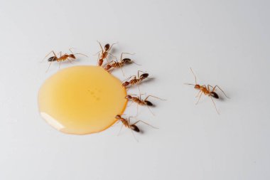 Beyaz arka planda bal yiyen makro karınca grupları