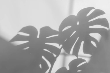 Beton desenli yüzey zemininde canavar yaprağı var. Beyaz ve Siyah ton