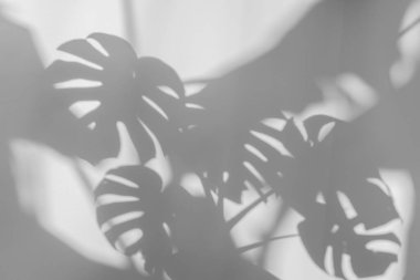 Beton desenli yüzey zemininde canavar yaprağı var. Beyaz ve Siyah ton