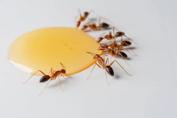 Macro Groepen Mieren Die Honingdruppels Eten Een Witte Achtergrond — Stockfoto