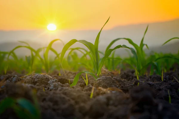 Mudas Milho Jardim Agrícola Com Pôr Sol Cultivando Jovens Mudas — Fotografia de Stock