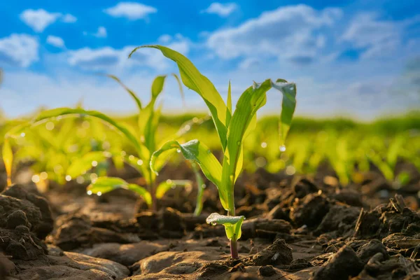 Campo Grano Verde Nel Giardino Agricolo Cielo Blu Con Nuvole — Foto Stock